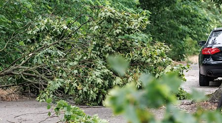 Nach dem Sturm vom Montagabend ist es in Berliner Wäldern nicht sicher.  / Foto: Andreas Gora/dpa
