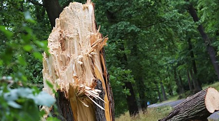 Ein abgebrochener Baum im Neuen Garten. In dem Park krachte eine Baumkrone auf zwei Menschen. / Foto: Michael Bahlo/dpa
