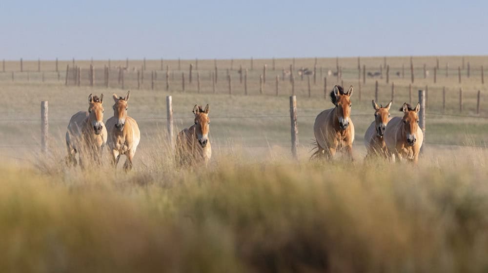 Przewalski-Pferde werden in die Wildnis entlassen.  / Foto: Miroslav Bobek/Zoo Prag/dpa