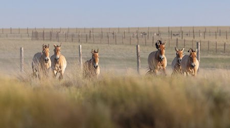 Przewalski-Pferde werden in die Wildnis entlassen.  / Foto: Miroslav Bobek/Zoo Prag/dpa