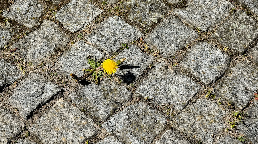 Selbst in Großständen wie Berlin nisten bestimmte Insektenarten zwischen den Fugen (Archivbild). / Foto: Jens Kalaene/dpa-Zentralbild/ZB