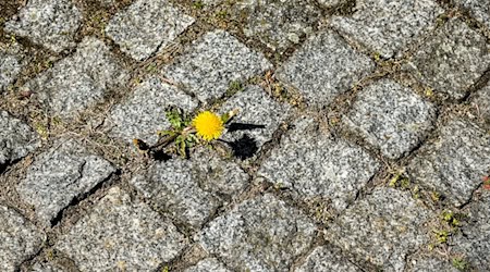 Selbst in Großständen wie Berlin nisten bestimmte Insektenarten zwischen den Fugen (Archivbild). / Foto: Jens Kalaene/dpa-Zentralbild/ZB