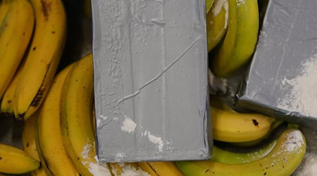 In mehreren Supermärkten in Berlin und Brandenburg sollen Ermittler versteckte Drogen in Bananenkisten gefunden haben. (Symbolbild) / Foto: Marcus Brandt/dpa