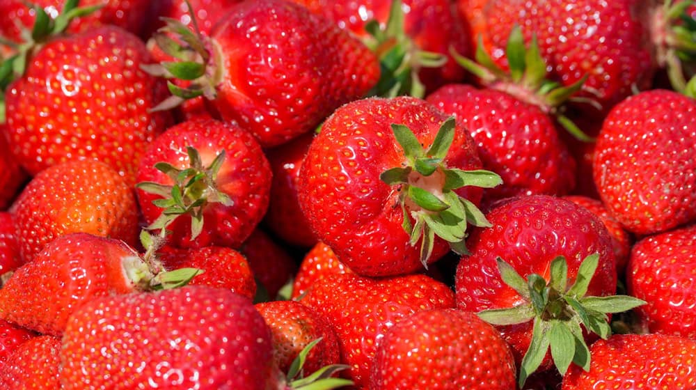Nachts pflücken Diebe auf einer Plantage Erdbeeren - doch dann kommt die Polizei. (Symbolbild)  / Foto: Soeren Stache/dpa