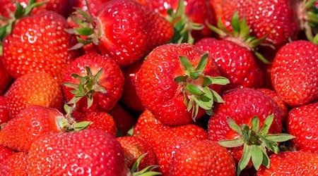 Nachts pflücken Diebe auf einer Plantage Erdbeeren - doch dann kommt die Polizei. (Symbolbild)  / Foto: Soeren Stache/dpa