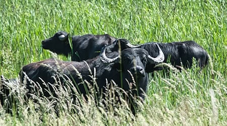 Ein ausgewachsener Bulle kann mehr als eine Tonne wiegen.  / Foto: Paul Zinken/dpa