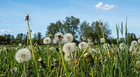 Windböen mischen sich am Donnerstag  kurz in die freundlichen Aussichten der nächsten Tage. (Symbolbild) / Foto: Frank Hammerschmidt/dpa