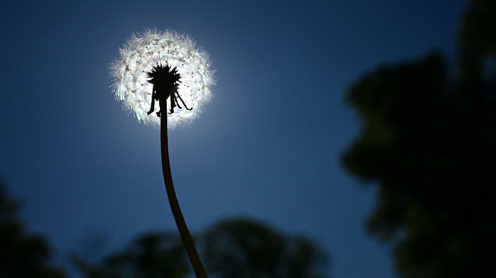 Ruhiges Sommerwetter setzt sich auch in den nächsten Tagen in Berlin und Brandenburg fort. (Symbolbild) / Foto: Sebastian Gollnow/dpa