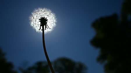 Ruhiges Sommerwetter setzt sich auch in den nächsten Tagen in Berlin und Brandenburg fort. (Symbolbild) / Foto: Sebastian Gollnow/dpa