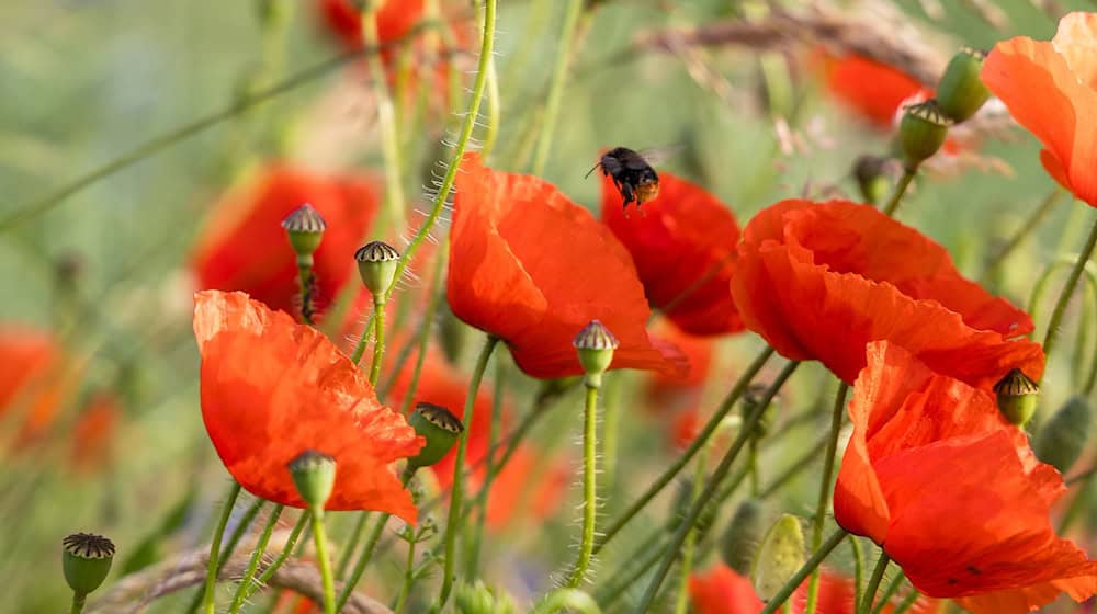 Für das Wochenende erwartet der Deutsche Wetterdienst (DWD) einen klaren Himmel mit Sonnenschein. (Archivbild) / Foto: Frank Hammerschmidt/dpa