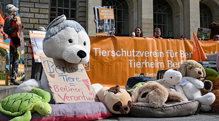 Direkt vor dem Landesparlament demonstrierten Tierschützer.  / Foto: Jens Kalaene/dpa