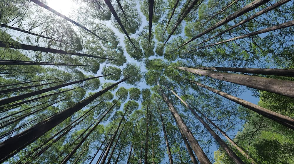 Symbolbild Wald / pixabay lefteye81