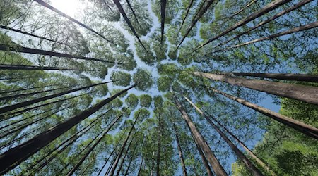 Symbolbild Wald / pixabay lefteye81