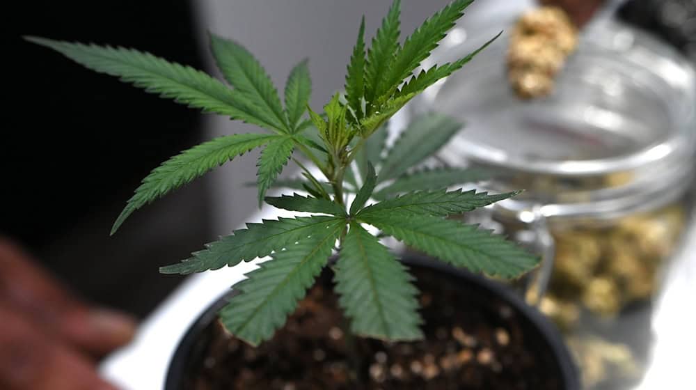 Ob frisch oder getrocknet: Cannabis stand im Mittelpunkt der Messe Mary Jane. (Archivbild) / Foto: Michael Brandt/dpa