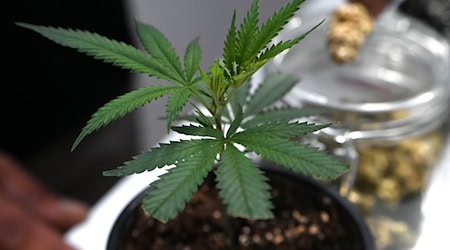 Ob frisch oder getrocknet: Cannabis stand im Mittelpunkt der Messe Mary Jane. (Archivbild) / Foto: Michael Brandt/dpa