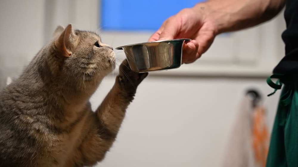 Forschende der Europa-Universität Viadrina suchen für eine Studie Menschen, die mit einer Katze oder einem Hund zusammenleben oder Sprachassistenten nutzen. (Symbolbild) / Foto: Helena Dolderer/dpa