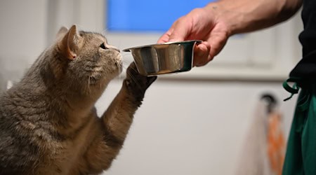 Forschende der Europa-Universität Viadrina suchen für eine Studie Menschen, die mit einer Katze oder einem Hund zusammenleben oder Sprachassistenten nutzen. (Symbolbild) / Foto: Helena Dolderer/dpa