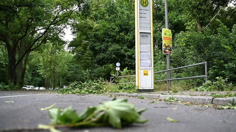Die Schäden im Tegeler Forst sind erheblich. / Foto: Michael Brandt/dpa