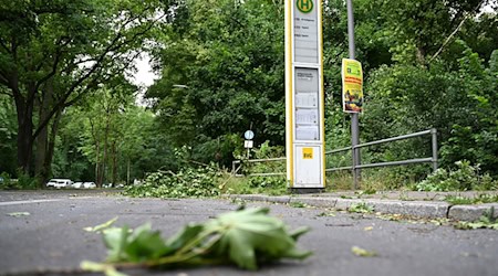 Die Schäden im Tegeler Forst sind erheblich. / Foto: Michael Brandt/dpa