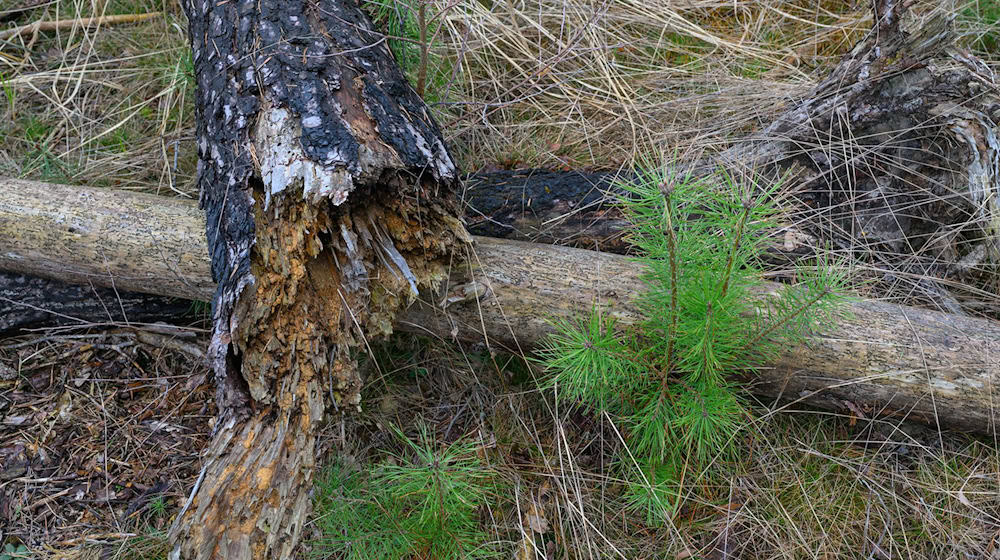 Die Waldbrandgefahr liegt in Brandenburg aktuell auf Stufe 1 oder 2. (Archivfoto) / Foto: Patrick Pleul/dpa