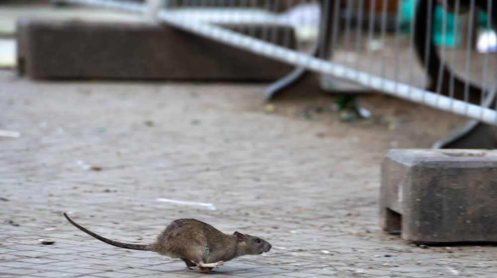 Der Berliner Bezirk Neukölln will die Rattenplage auf dem Hermannplatz stärker bekämpfen.  / Foto: Bernd von Jutrczenka/dpa