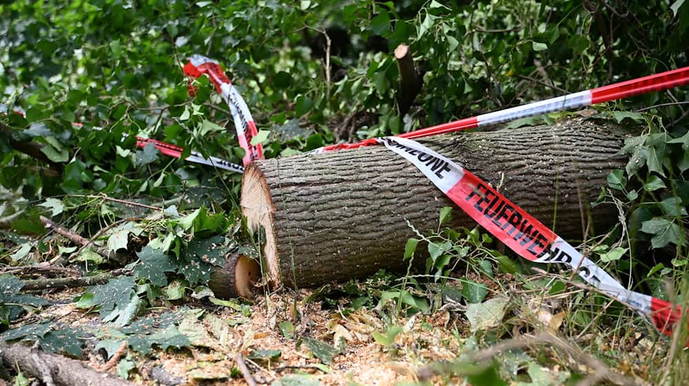 Folgen des Klimawandels wie Dürren machen Wälder anfälliger für andere Folgen des Klimawandels - wie Unwetter. / Foto: Michael Brandt/dpa