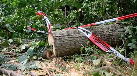 Folgen des Klimawandels wie Dürren machen Wälder anfälliger für andere Folgen des Klimawandels - wie Unwetter. / Foto: Michael Brandt/dpa