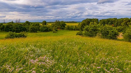 Die letzten Regenwolken über Berlin und Brandenburg ziehen langsam ab. (Symbolbild) / Foto: Patrick Pleul/dpa