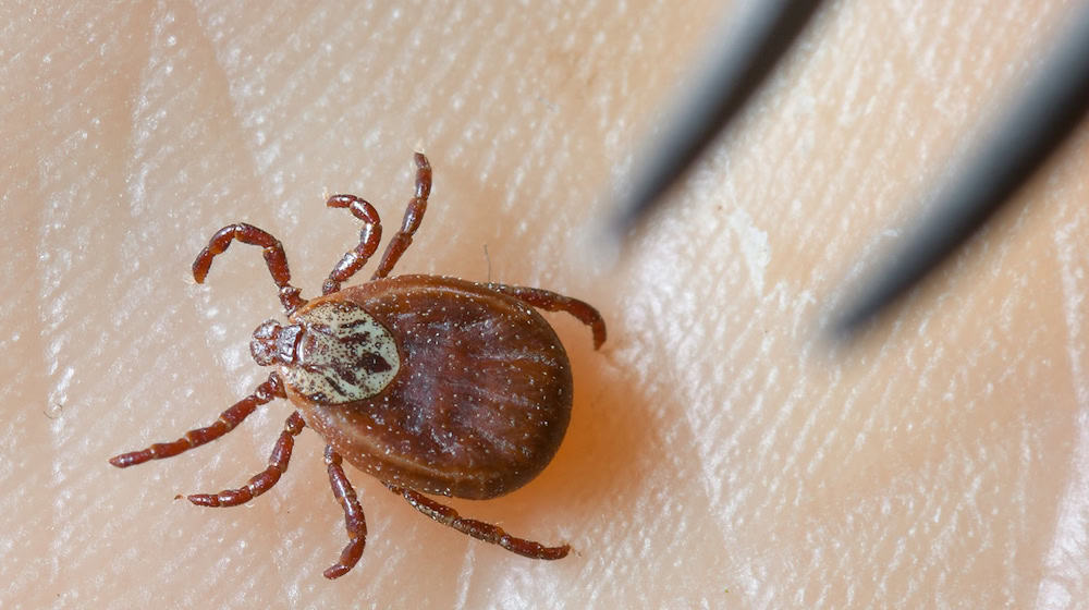 Einer Expertin zufolge steigt die Wahrscheinlichkeit einer Borrelien-Infektion etwa 16 bis 20 Stunden nach einem Stich. (Archivbild) / Foto: Patrick Pleul/dpa-Zentralbild/dpa