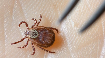 Einer Expertin zufolge steigt die Wahrscheinlichkeit einer Borrelien-Infektion etwa 16 bis 20 Stunden nach einem Stich. (Archivbild) / Foto: Patrick Pleul/dpa-Zentralbild/dpa