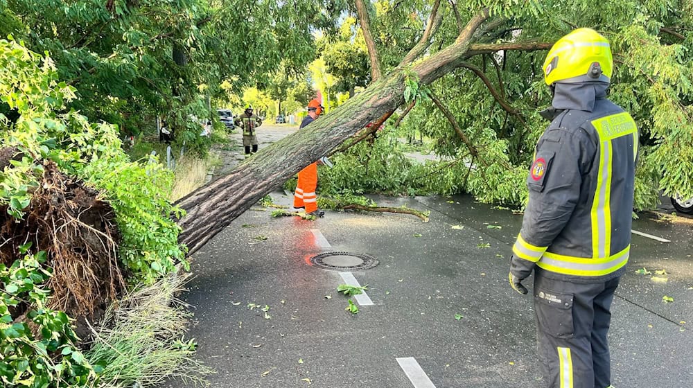 Einsatzkräfte der Feuerwehr arbeiten auf einer Straße, die durch einen durch schwere Böen entwurzelten Baum, blockiert ist. / Foto: Jens Dudziak/dpa