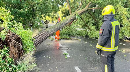 Einsatzkräfte der Feuerwehr arbeiten auf einer Straße, die durch einen durch schwere Böen entwurzelten Baum, blockiert ist. / Foto: Jens Dudziak/dpa