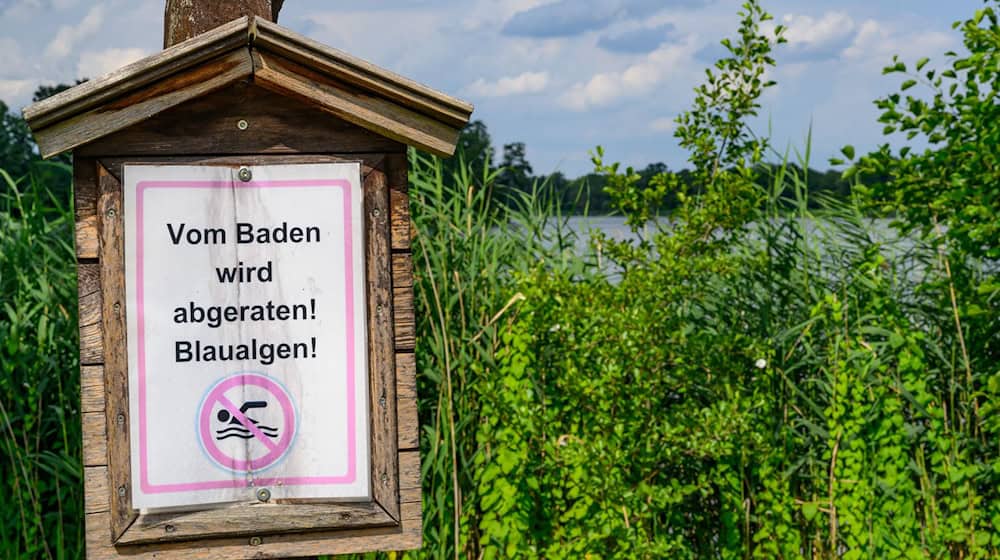 Auch Hunde sollten nicht in den Seen baden. (Archivbild) / Foto: Patrick Pleul/dpa