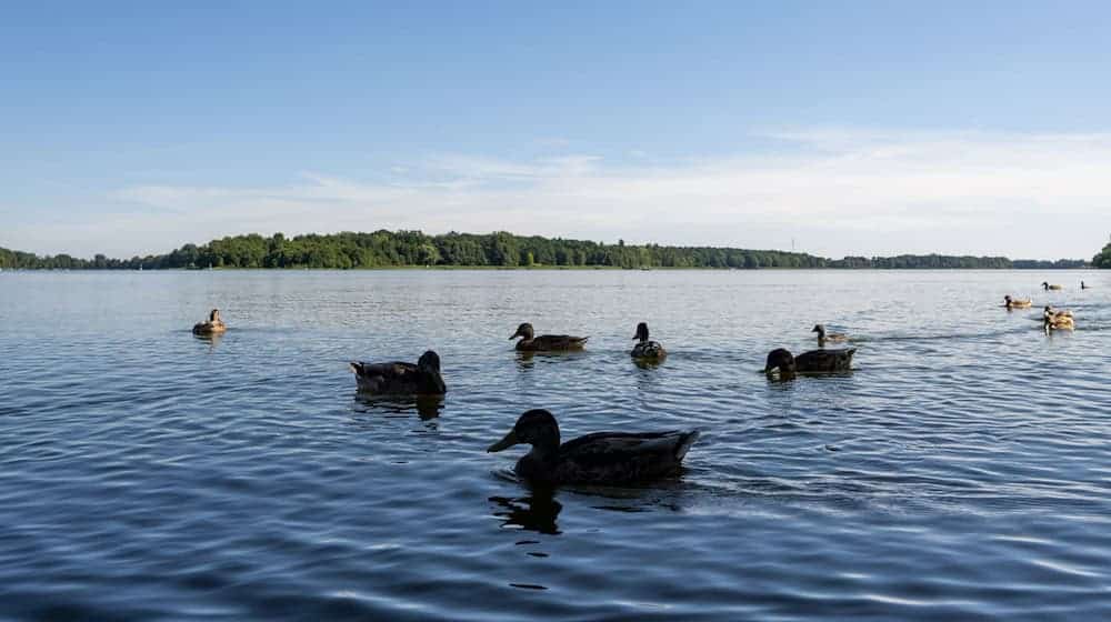 Der Ruppiner See meldet derzeit Beeinträchtigungen durch Blaualgen. (Archivbild) / Foto: Monika Skolimowska/dpa
