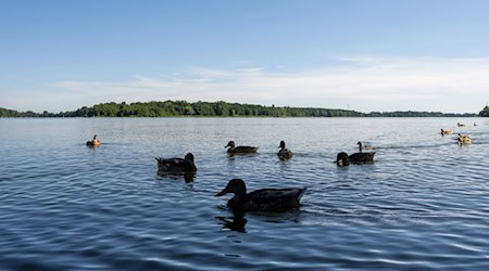 Der Ruppiner See meldet derzeit Beeinträchtigungen durch Blaualgen. (Archivbild) / Foto: Monika Skolimowska/dpa