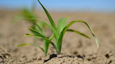 Für die Landwirtschaft ist die enorme Trockenheit ein großes Problem.  / Foto: Patrick Pleul/dpa