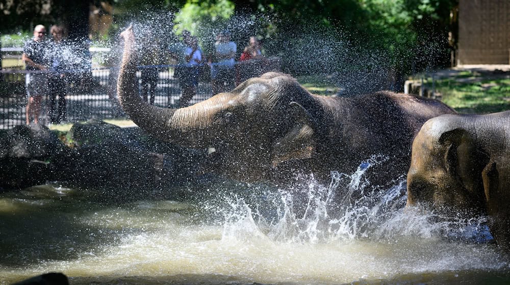 Die Elefanten im Berliner Zoo verschaffen sich eine Abkühlung. (Symbolbild) / Foto: Bernd von Jutrczenka/dpa