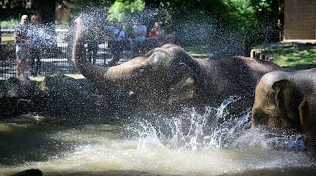 Die Elefanten im Berliner Zoo verschaffen sich eine Abkühlung. (Symbolbild) / Foto: Bernd von Jutrczenka/dpa