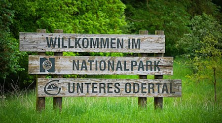 Der Nationalpark Unteres Odertal wird zum Treffpunkt junger Naturschützer. (Archivfoto) / Foto: Soeren Stache/dpa