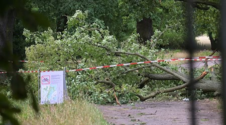 So sah es am 27. Juni im Neuen Garten in Potsdam aus. (Archivbild) / Foto: Michael Bahlo/dpa