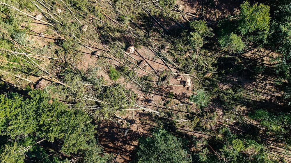 «Jederzeit können Bäume umkippen oder hängende Äste und Baumkronen herunterfallen.» / Foto: Rainer Keuenhof/Berliner Forsten/dpa