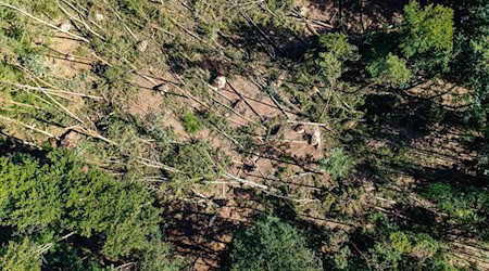 «Jederzeit können Bäume umkippen oder hängende Äste und Baumkronen herunterfallen.» / Foto: Rainer Keuenhof/Berliner Forsten/dpa