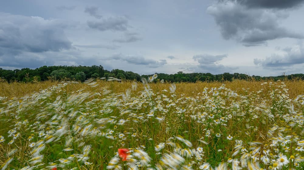 Schauer bringen in den nächsten zwei Tagen örtlich Regen, bis sich die Sonne ihre Bahn durch die Wolkendecke bricht. (Symbolbild) / Foto: Patrick Pleul/dpa