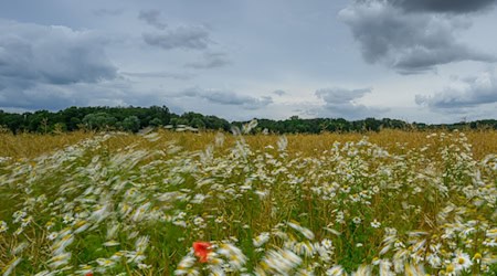 Schauer bringen in den nächsten zwei Tagen örtlich Regen, bis sich die Sonne ihre Bahn durch die Wolkendecke bricht. (Symbolbild) / Foto: Patrick Pleul/dpa
