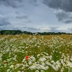 Schauer bringen in den nächsten zwei Tagen örtlich Regen, bis sich die Sonne ihre Bahn durch die Wolkendecke bricht. (Symbolbild) / Foto: Patrick Pleul/dpa