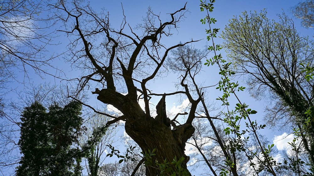 Hat den Sturm überstanden: Berlins ältester Baum (Archivbild). / Foto: Jens Kalaene/dpa