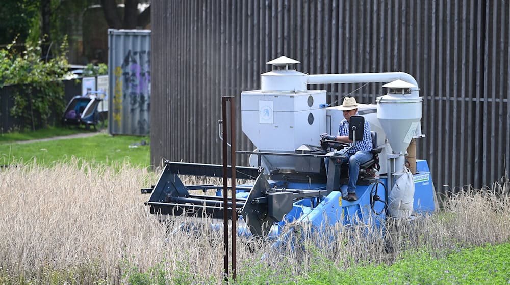Ein Erntehelfer mäht das rund 2.000 Quadratmeter große Roggenfeld.  / Foto: Shireen Broszies/dpa