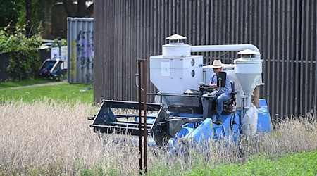 Ein Erntehelfer mäht das rund 2.000 Quadratmeter große Roggenfeld.  / Foto: Shireen Broszies/dpa
