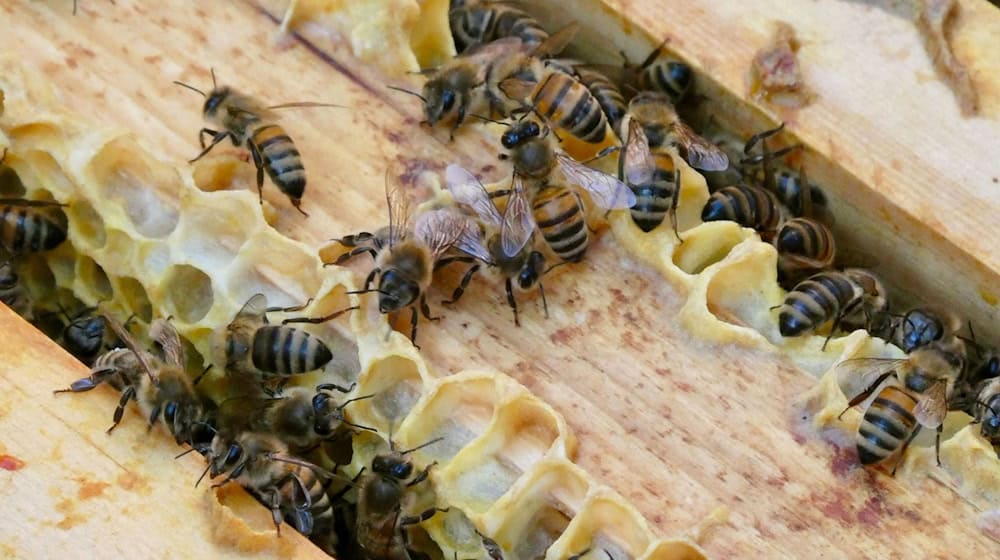 Mehrere Honigbienen sind an einem Bienenstock. (Symbolbild)  / Foto: Alina Grünky/dpa