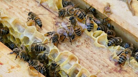 Mehrere Honigbienen sind an einem Bienenstock. (Symbolbild)  / Foto: Alina Grünky/dpa